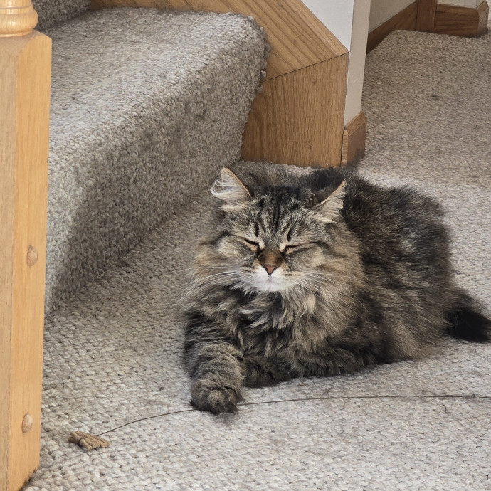 Maple Grove Cat Lady's Pet Sitting