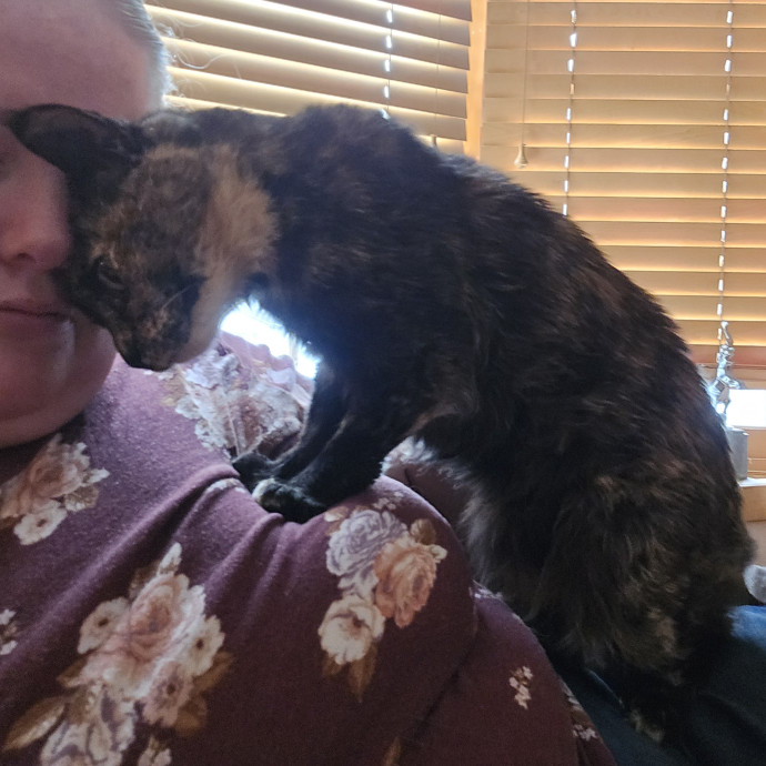 Maple Grove Cat Lady's Pet Sitting