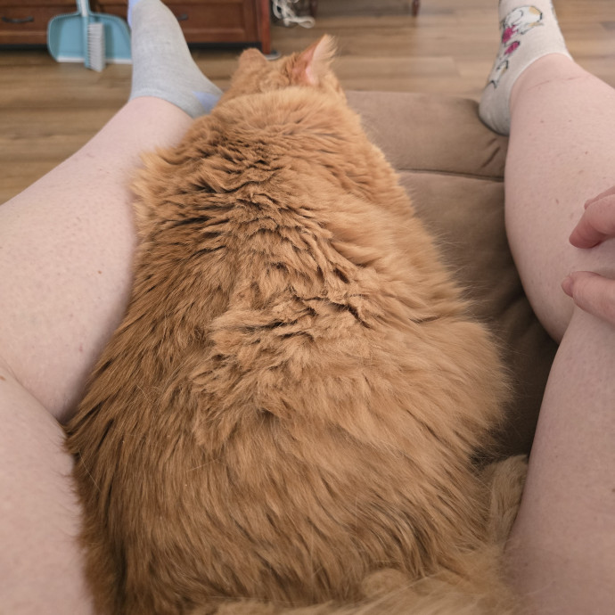 Maple Grove Cat Lady's Pet Sitting