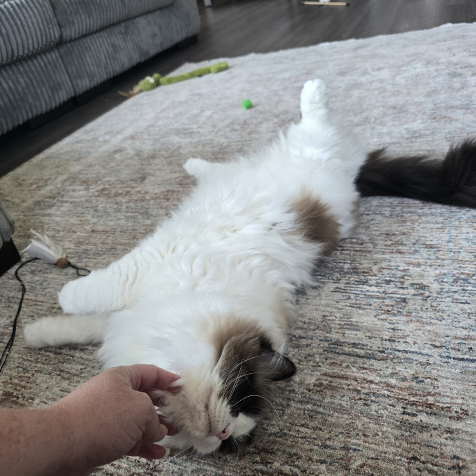 Maple Grove Cat Lady's Pet Sitting