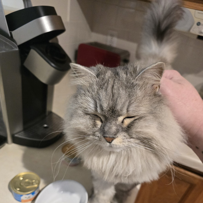 Maple Grove Cat Lady's Pet Sitting
