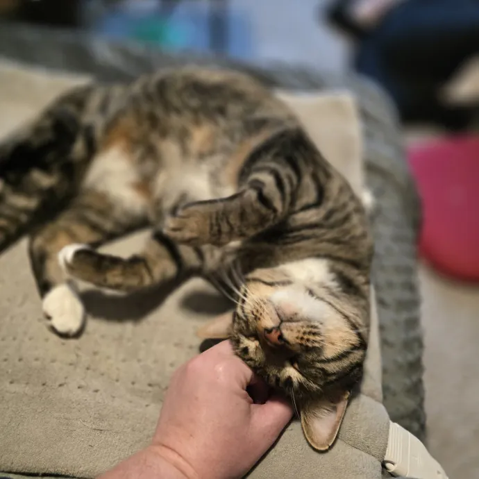 Maple Grove Cat Lady's Pet Sitting