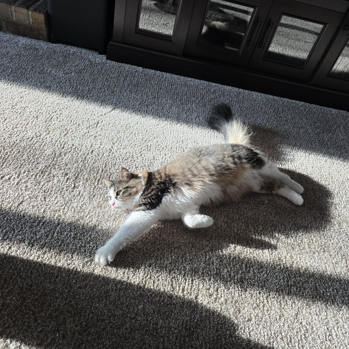 Maple Grove Cat Lady's Pet Sitting