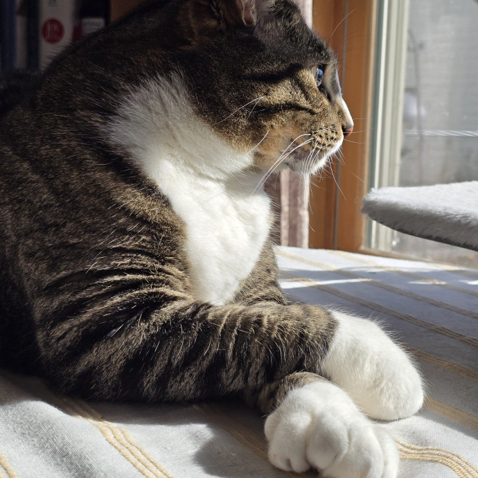 Maple Grove Cat Lady's Pet Sitting