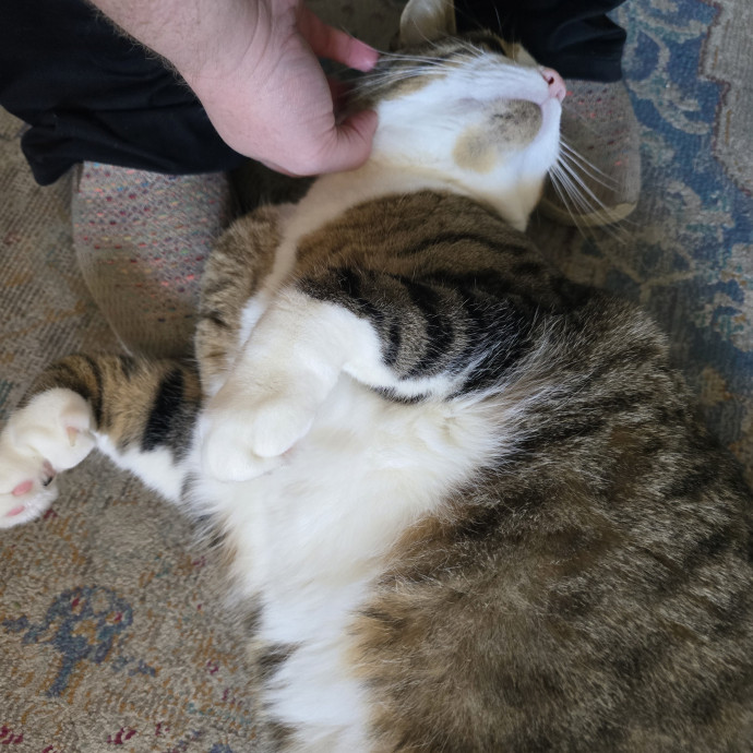Maple Grove Cat Lady's Pet Sitting