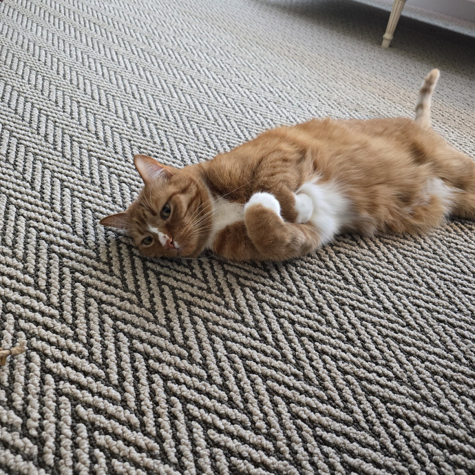 Maple Grove Cat Lady's Pet Sitting photo 3