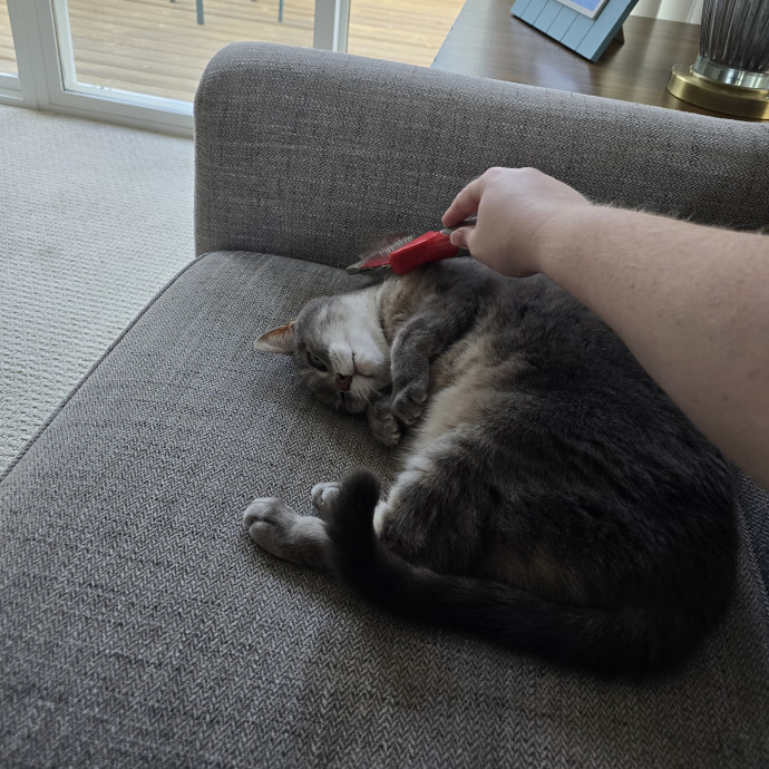 Maple Grove Cat Lady's Pet Sitting photo 2