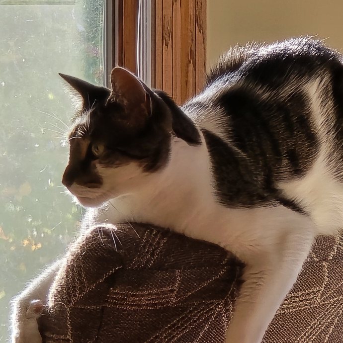 Maple Grove Cat Lady's Pet Sitting