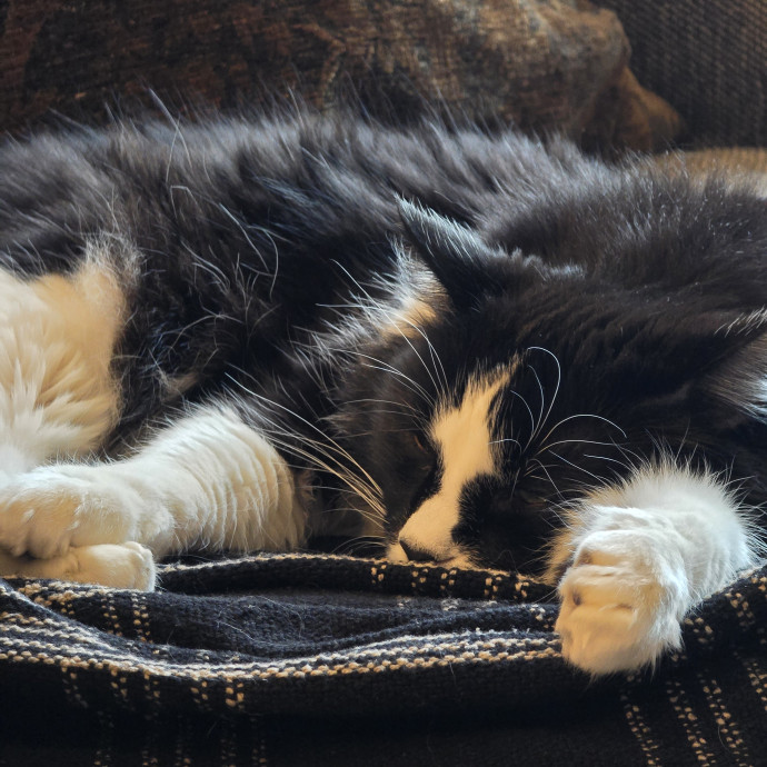 Maple Grove Cat Lady's Pet Sitting