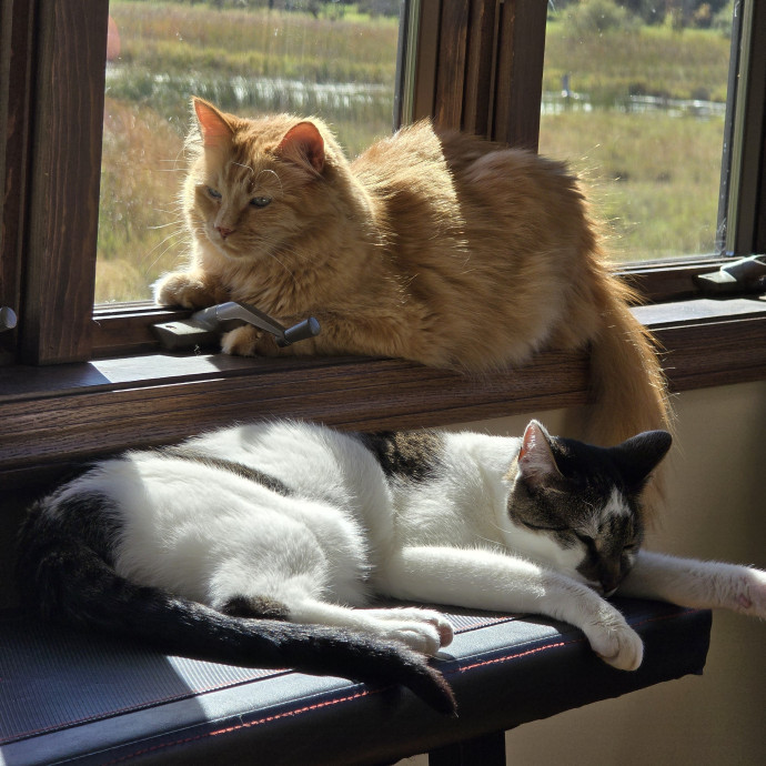 Maple Grove Cat Lady's Pet Sitting
