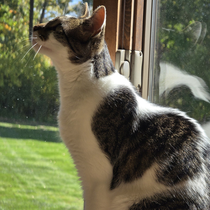 Maple Grove Cat Lady's Pet Sitting