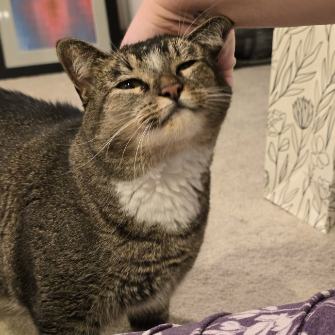 Maple Grove Cat Lady's Pet Sitting