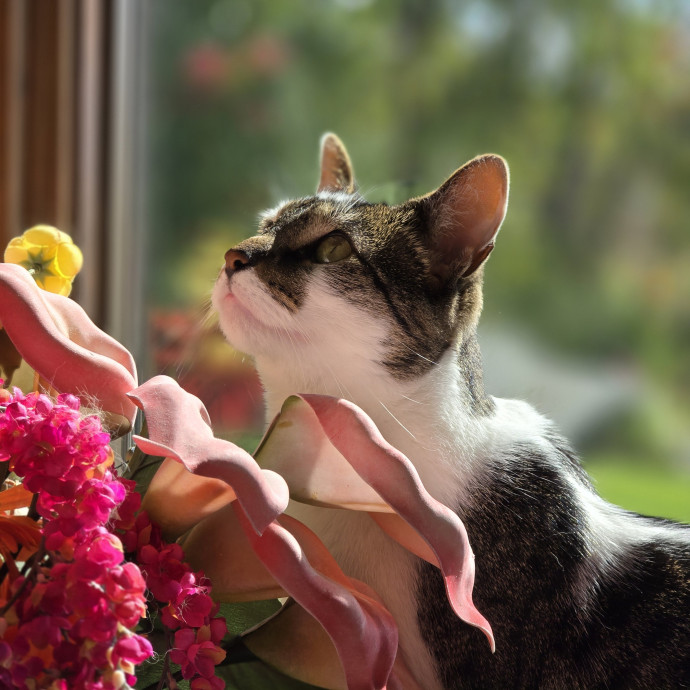 Maple Grove Cat Lady's Pet Sitting