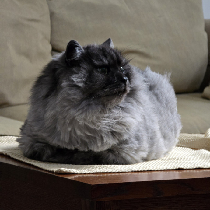 Maple Grove Cat Lady's Pet Sitting
