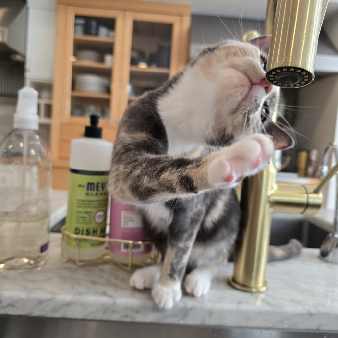 Maple Grove Cat Lady's Pet Sitting photo 3