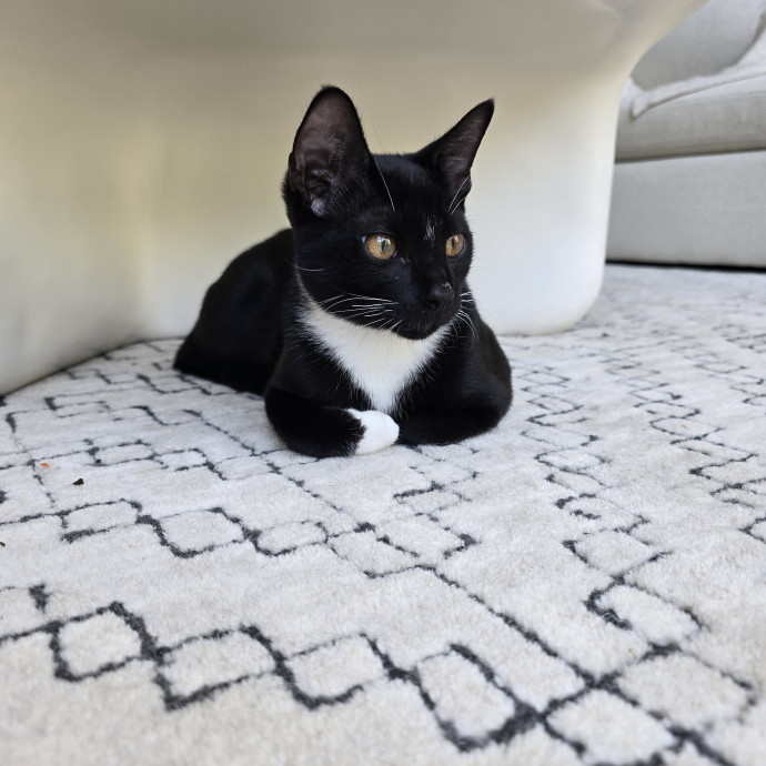 Maple Grove Cat Lady's Pet Sitting photo 2