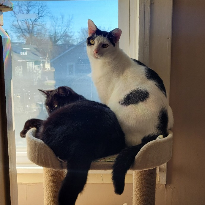Leigh's Purrfect Cat Sitting