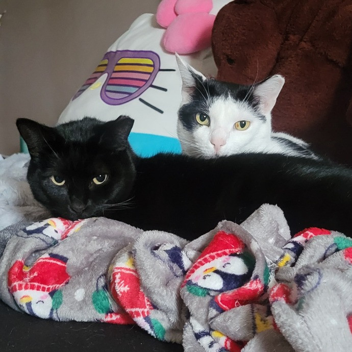 Leigh's Purrfect Cat Sitting