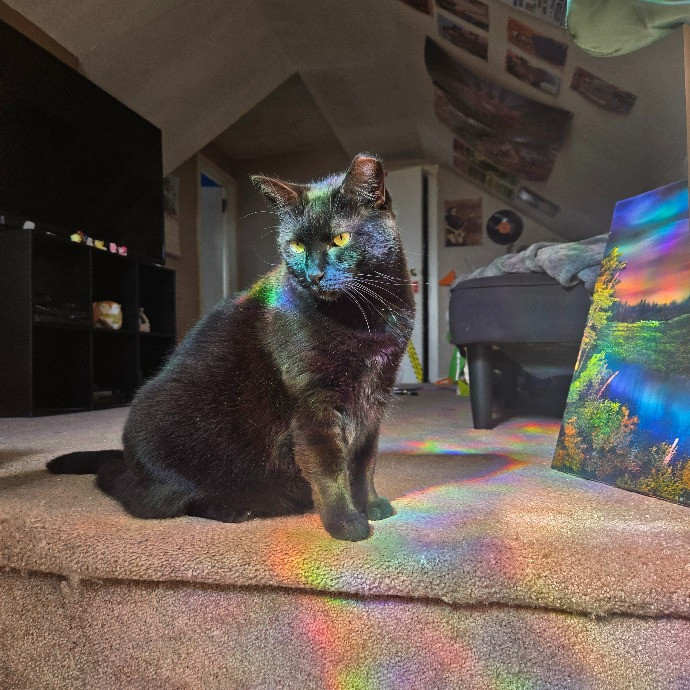 Leigh's Purrfect Cat Sitting