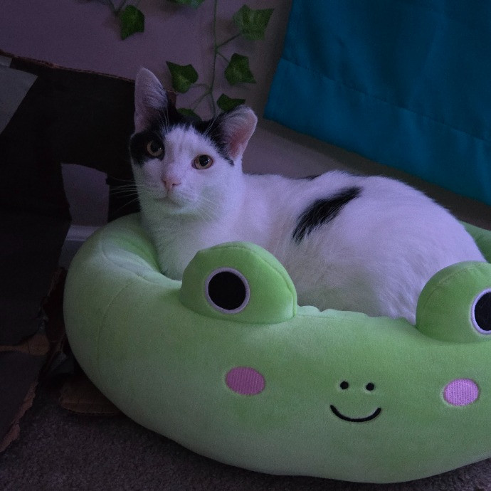 Leigh's Purrfect Cat Sitting photo 3