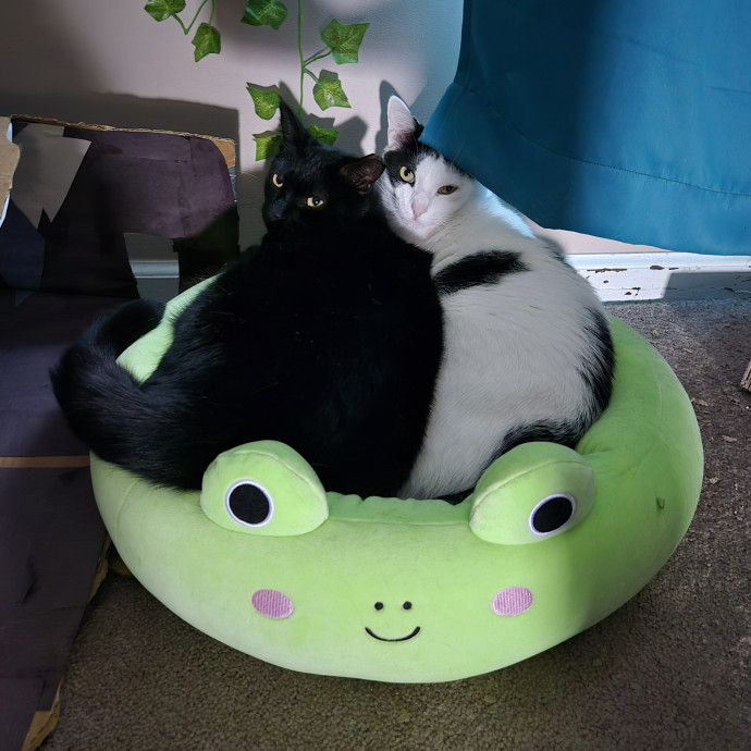Leigh's Purrfect Cat Sitting photo 2