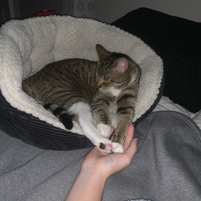 Your Cats Favorite Auntie