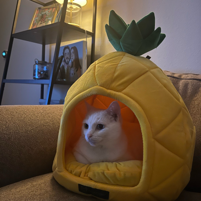 Your Cats Favorite Auntie