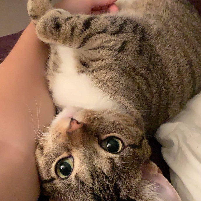 Your Cats Favorite Auntie