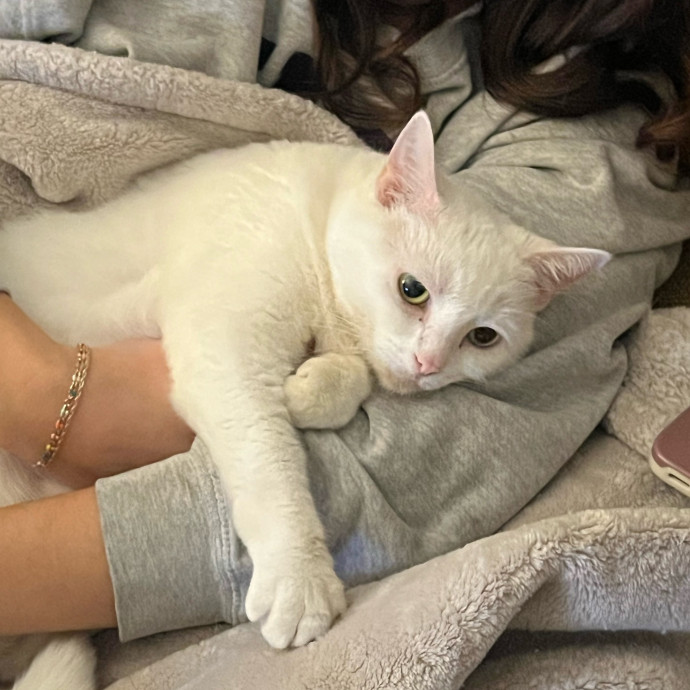 Your Cats Favorite Auntie