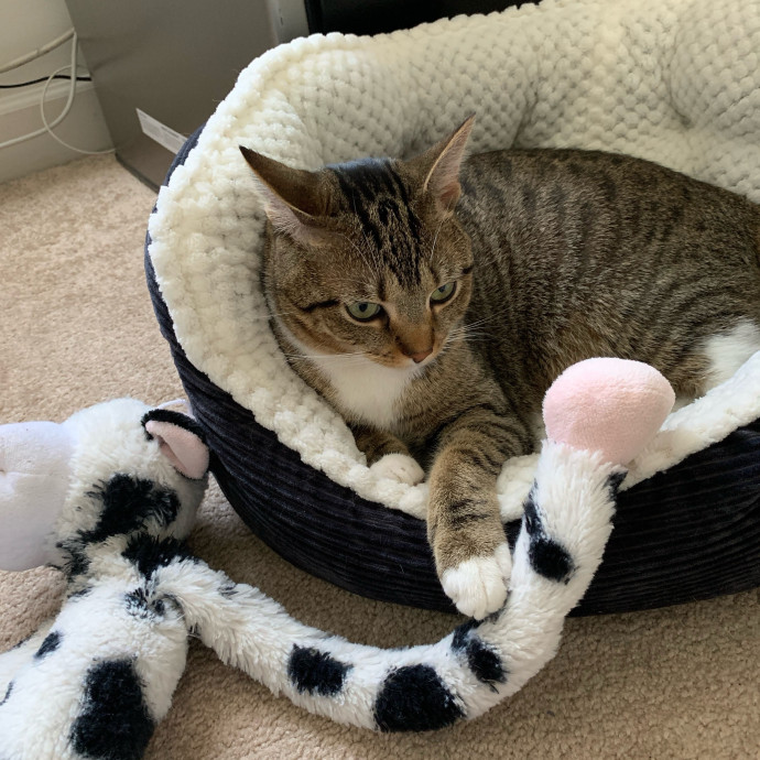 Your Cats Favorite Auntie photo 2