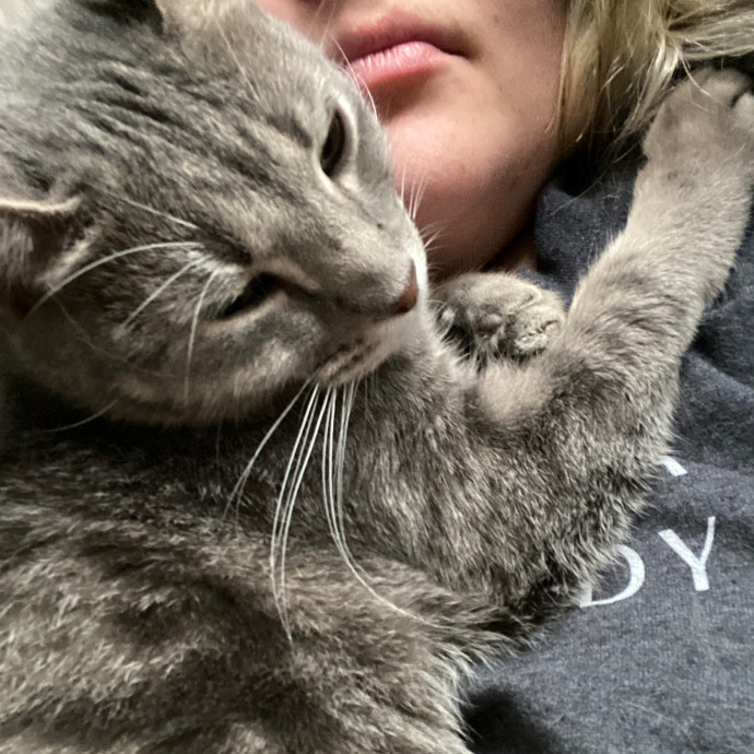 Kitty Committee North Of Boston