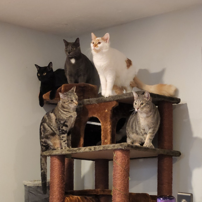 Kitty Committee North Of Boston