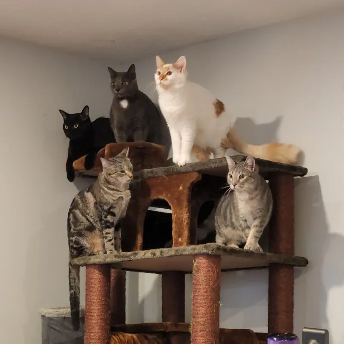 Kitty Committee North Of Boston