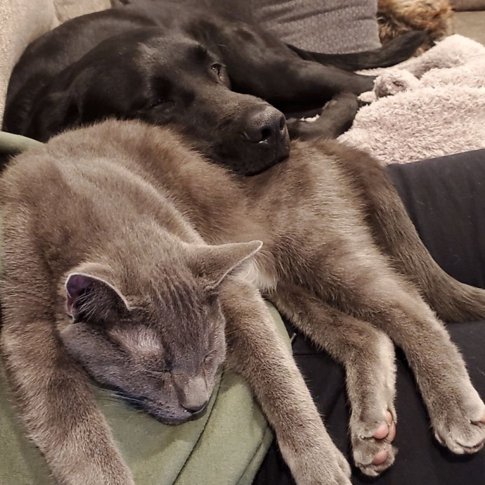 Kitty Committee North Of Boston