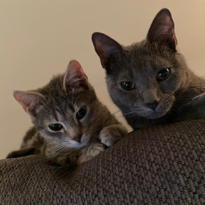 Kitty Committee North Of Boston