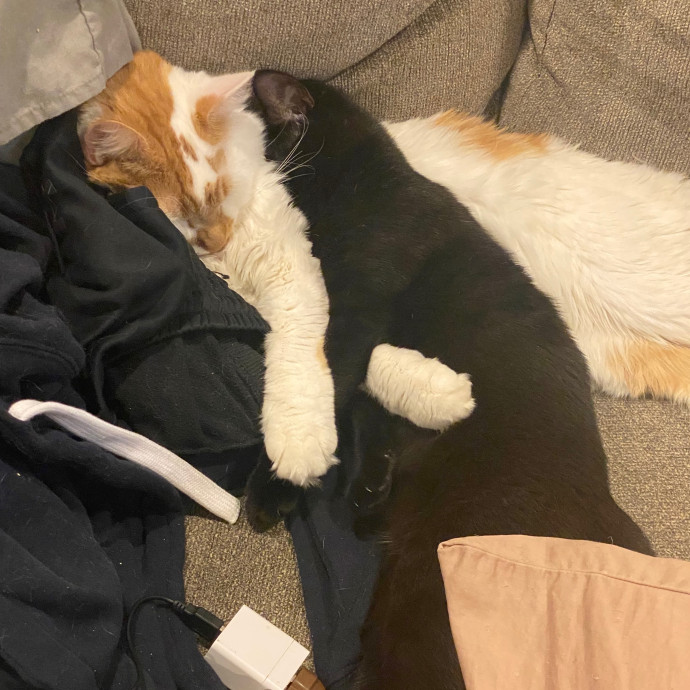 Kitty Committee North Of Boston