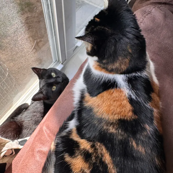 Your Cat's Next Favorite Human
