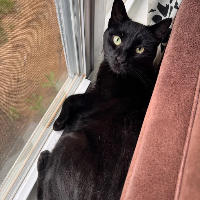 Your Cat's Next Favorite Human