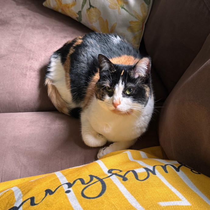 Your Cat's Next Favorite Human