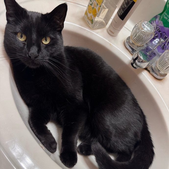 Your Cat's Next Favorite Human