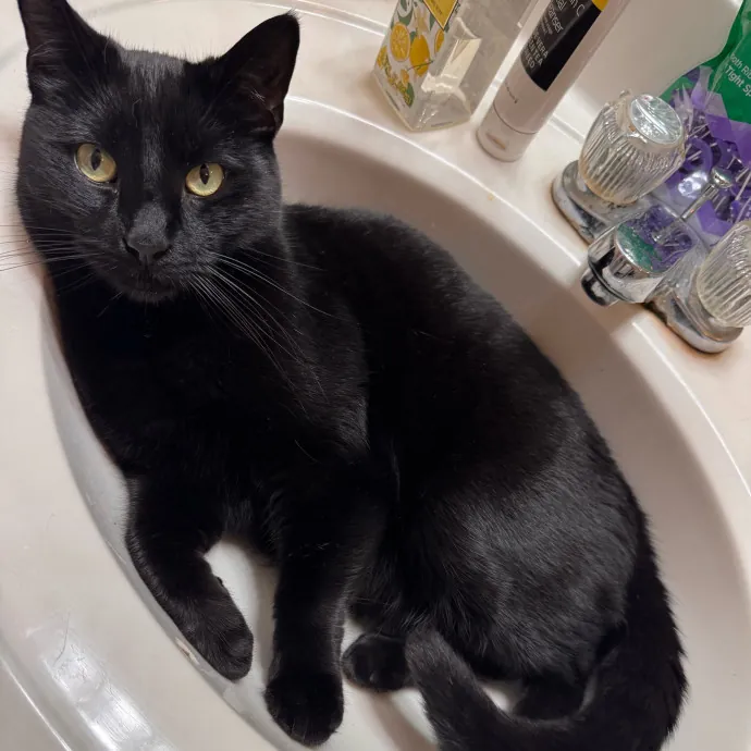 Your Cat's Next Favorite Human