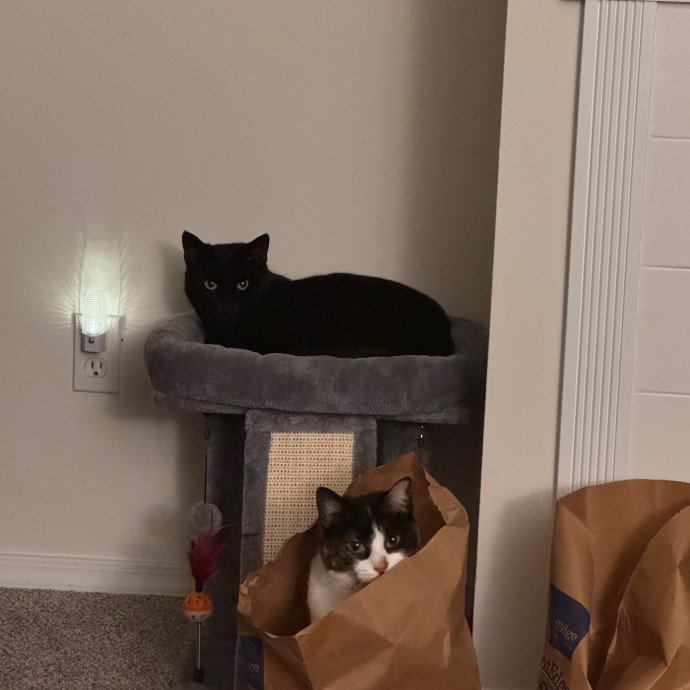 Your Cat's Next Favorite Human