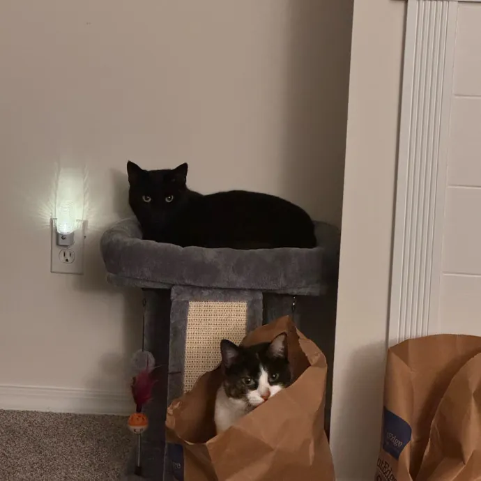 Your Cat's Next Favorite Human