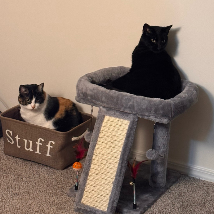 Your Cat's Next Favorite Human