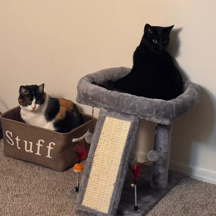 Your Cat's Next Favorite Human