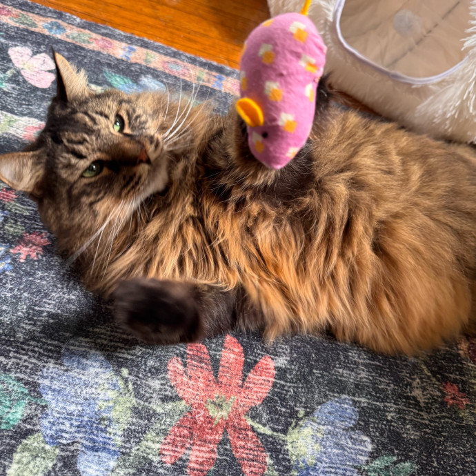 Your Cat's Next Favorite Human
