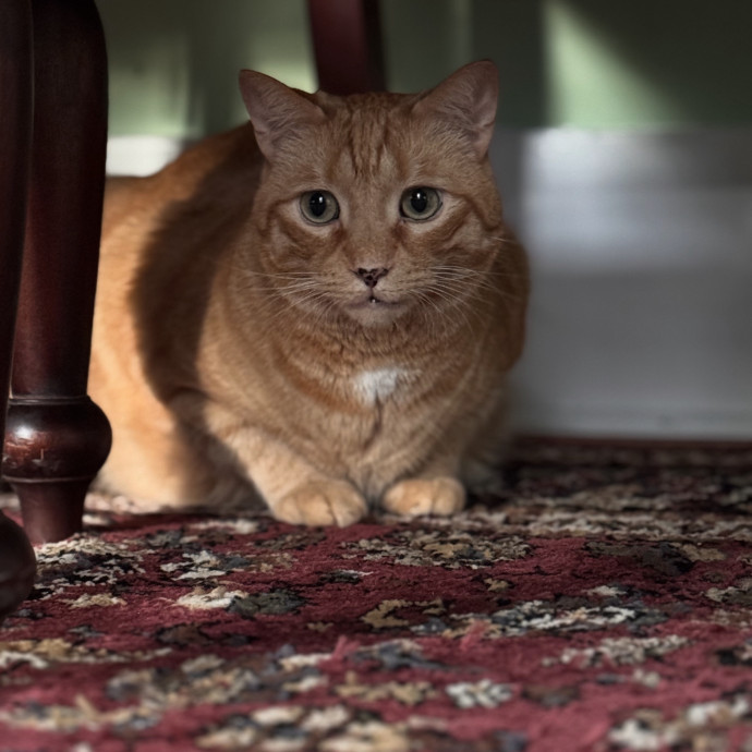 Your Cat's Next Favorite Human