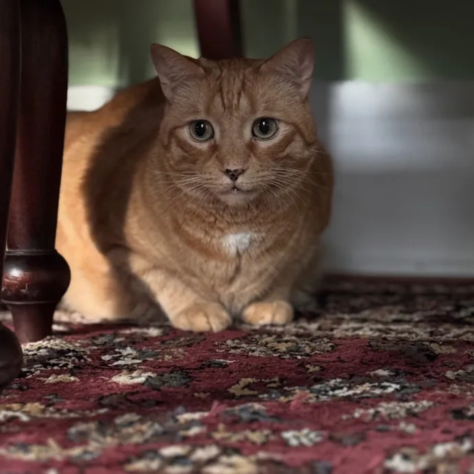 Your Cat's Next Favorite Human