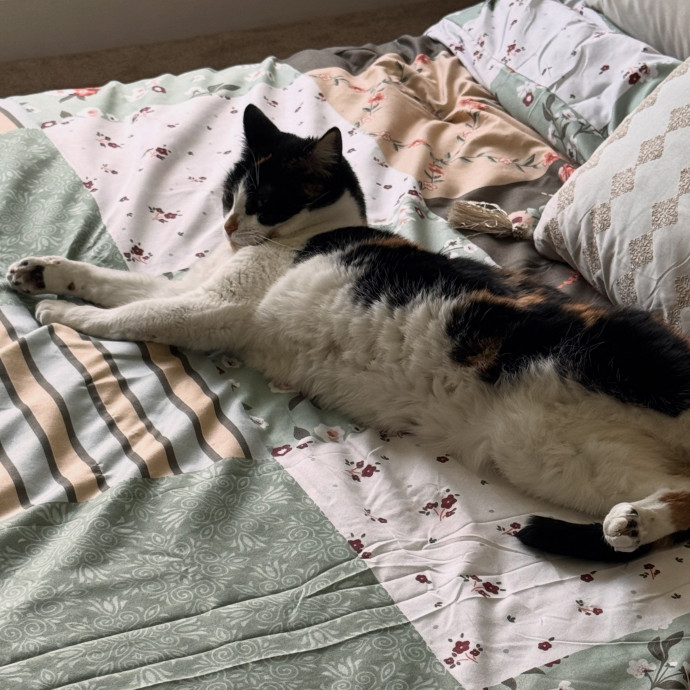Your Cat's Next Favorite Human
