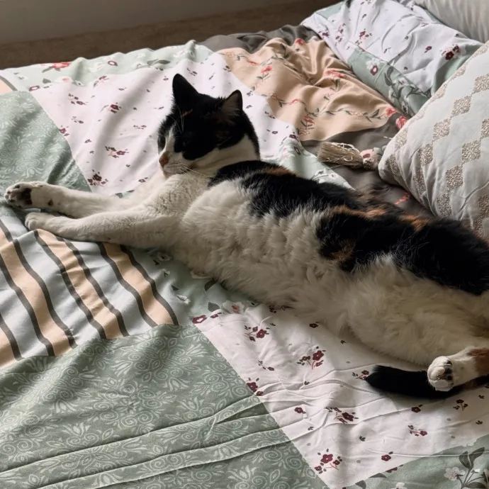 Your Cat's Next Favorite Human